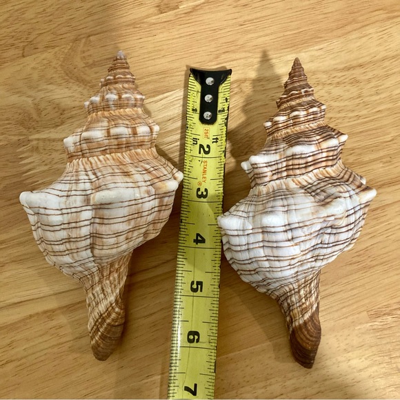 2 Shells Cream / Light Orange / Brown Neutral Decor Beach Shell - Picture 13 of 13